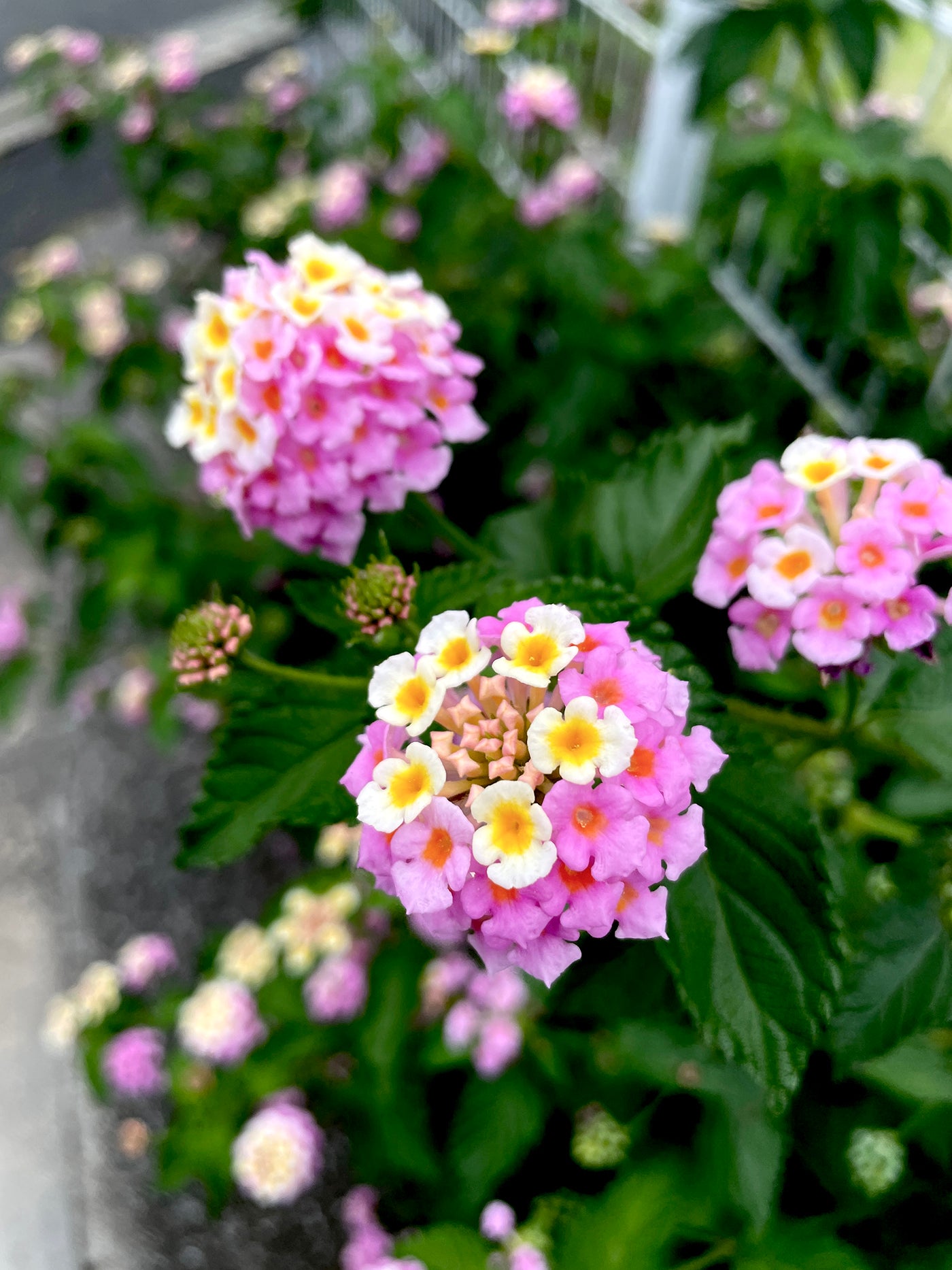 2021.06.25 | Hydrangea