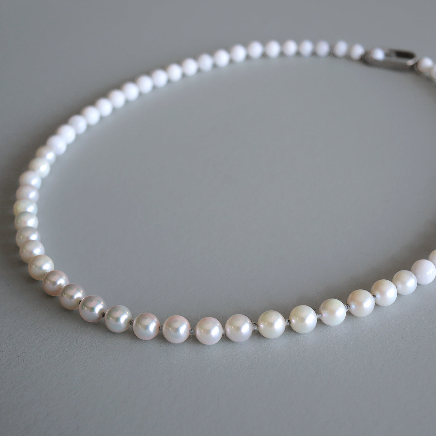 【COLLECTIBLE】 "UMIHOTARU" Akoya (No. CA58118)